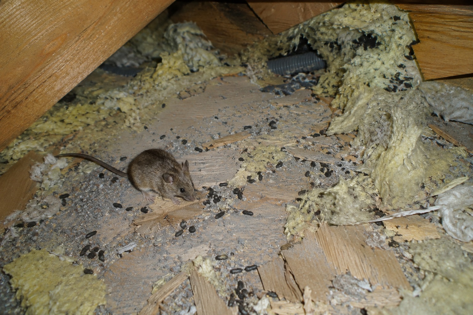 🐭 Myši způsobují škody a nechávají trus úplně všude.