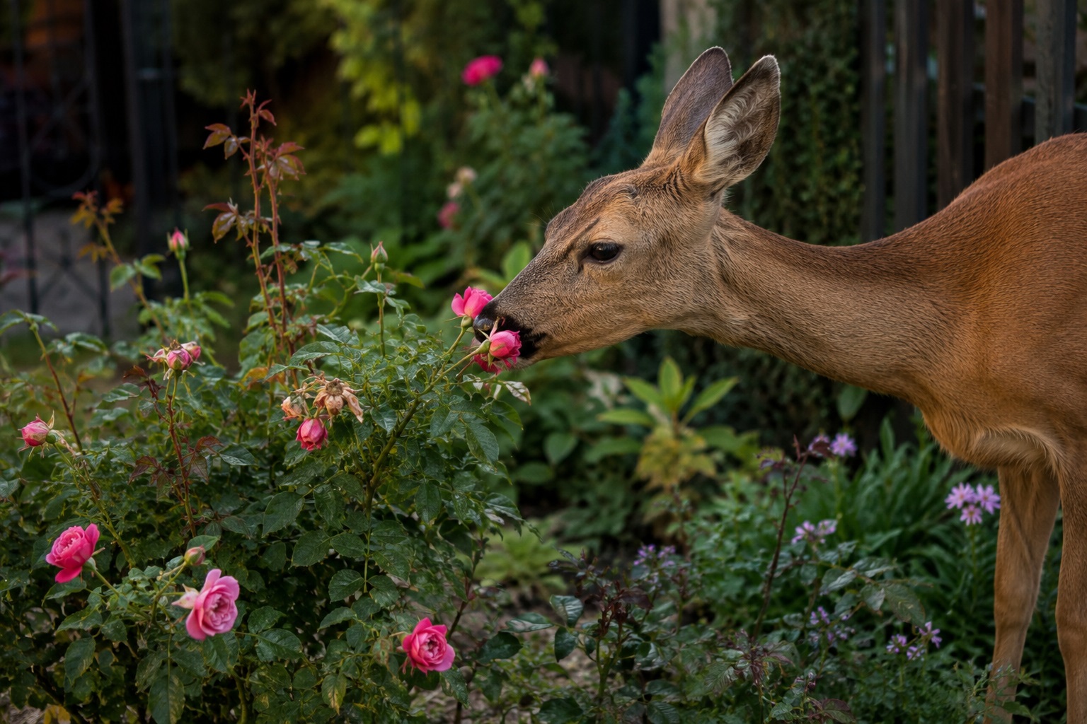 🦌 Srnky na zahradě okusují rostliny? Jak ochránit zahradu před škodami.