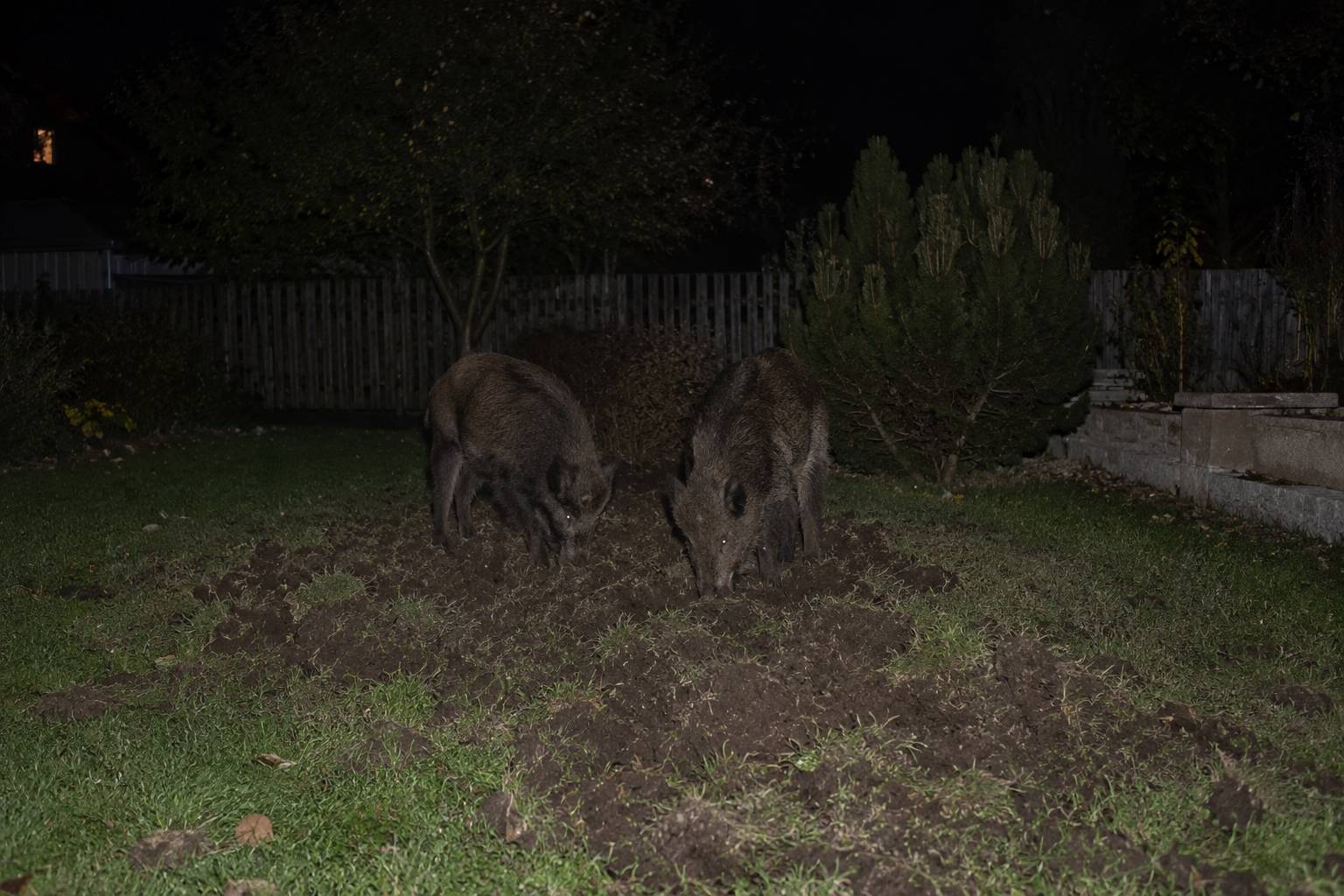 🐗 Zvěř na zahradě