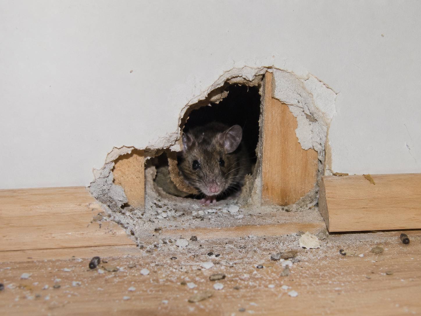 🐭 Myši a potkani
