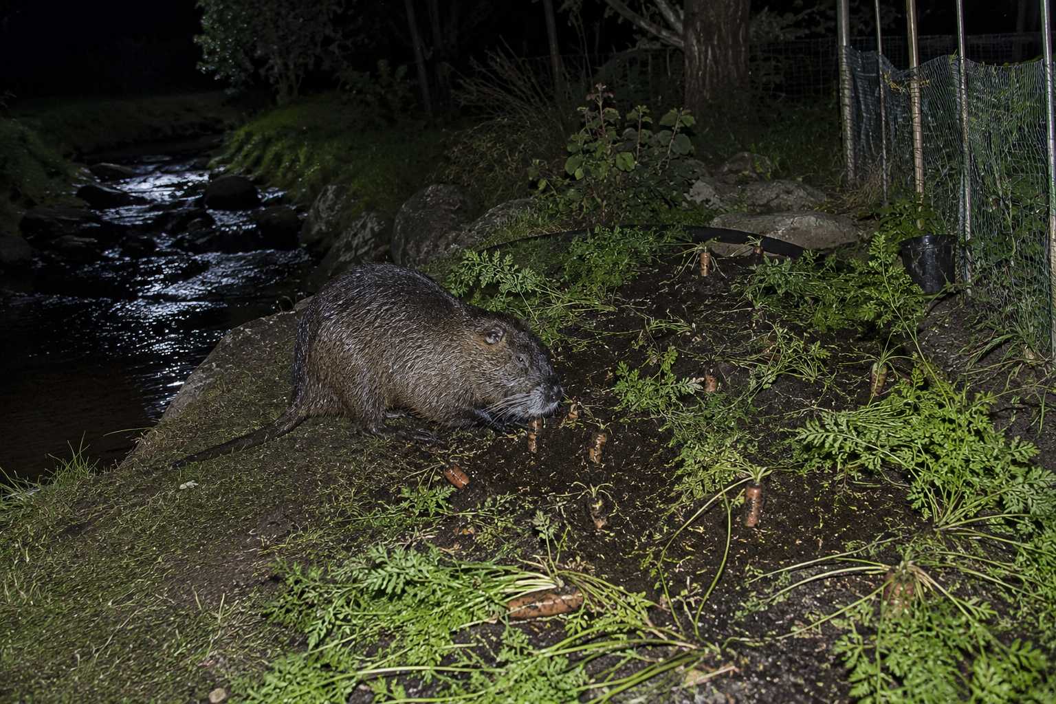 🐗 Zvěř na zahradě