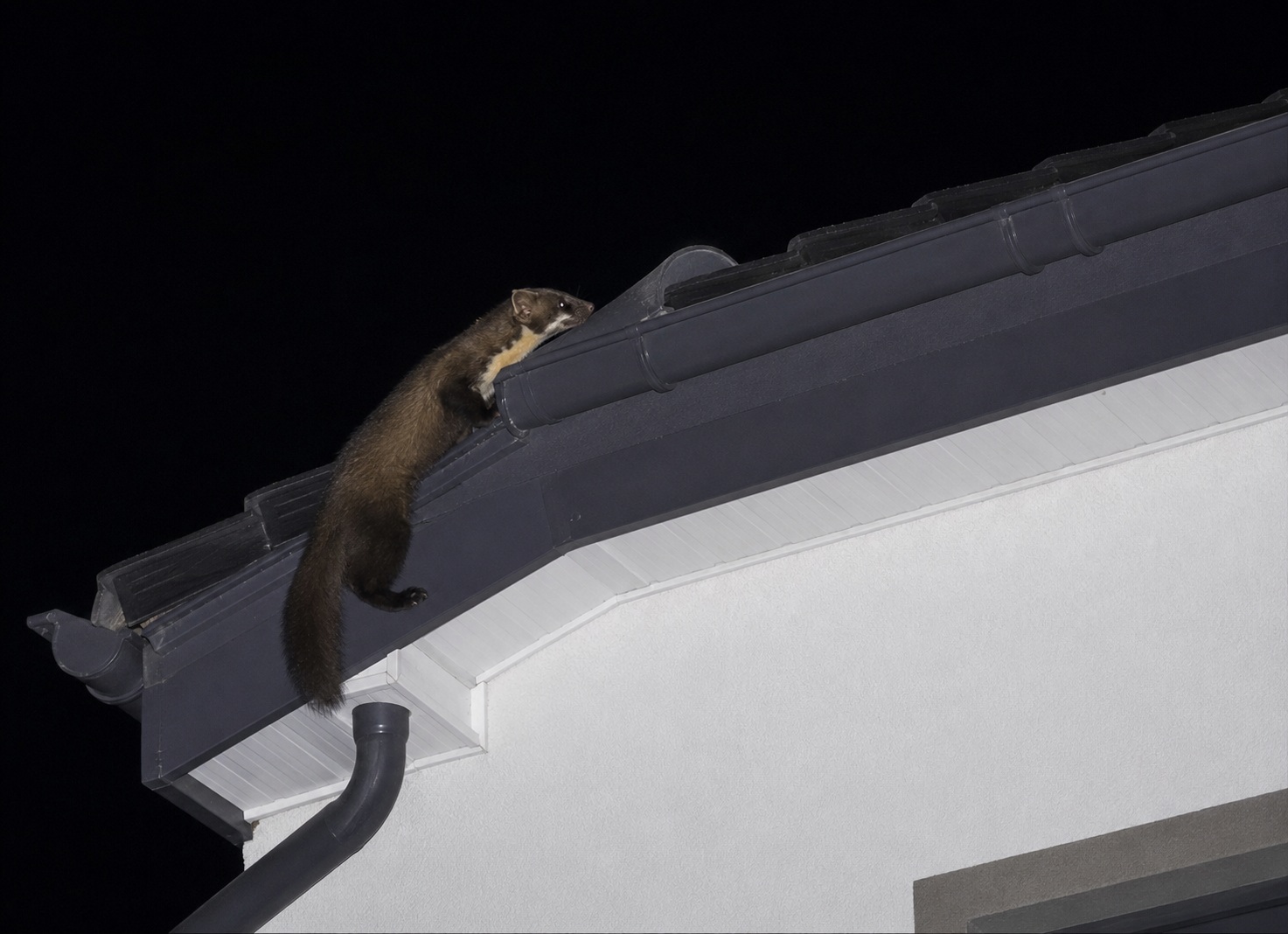 🦝 Co nesnáší kuna?