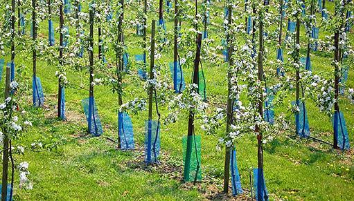 Plastová chránička proti okusu - 60x36 cm