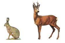 Pachový ohradník na zvěř - koncentrát 1 litr