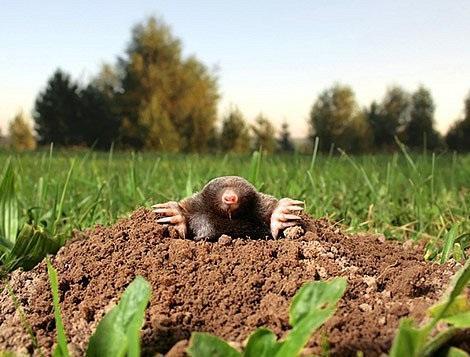 Odpuzovač krtků - 60 ks