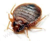 Postřik na hubení štěnic a švábů - 400 ml 