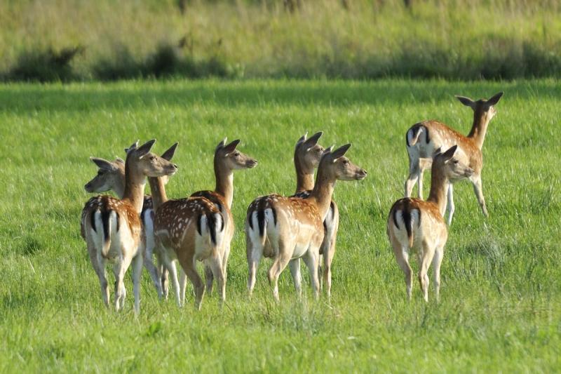 Pachový ohradník na srnky - koncentrát proti srnkám s aplikátorem 500 ml