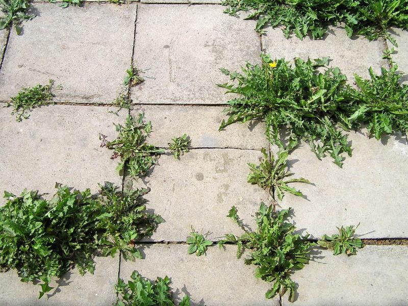 INPORO PelarDown - totální herbicid - koncentrát 500 ml.