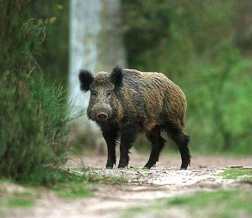 Velká sada HAGOPUR proti prasatům