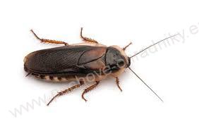 Postřik na hubení štěnic a švábů - 400 ml 