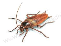 Postřik na hubení štěnic a švábů - 400 ml 